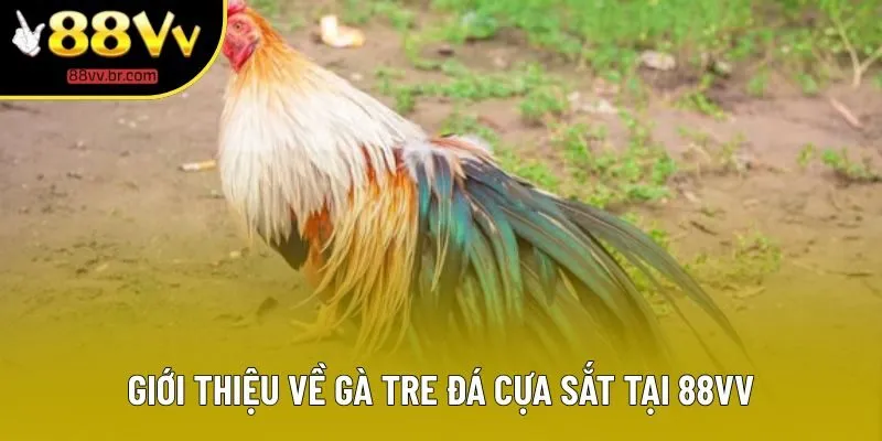 Giới thiệu về gà tre đá cựa sắt tại 88VV